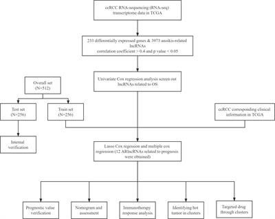 Predicting prognosis, immunotherapy and distinguishing cold and hot tumors in clear cell renal cell carcinoma based on anoikis-related lncRNAs